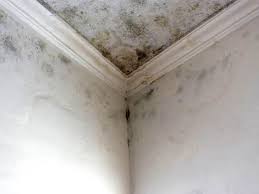 Why You Should Choose Our Mold Remediation Services in Santa Rosa, TX