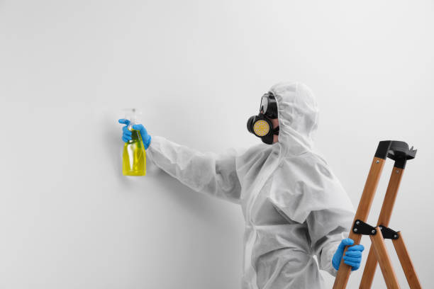 Professional Mold Removal Services in Santa Rosa, TX